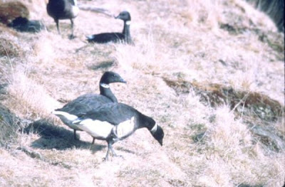 Image of Brant