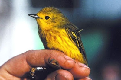 Image of Banding a Yellow Warbler