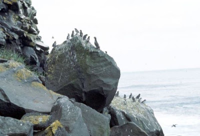 Image of Auklets
