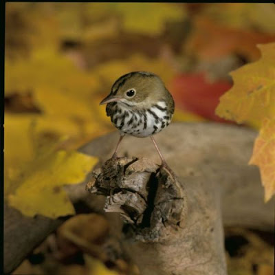 Image of Ovenbird