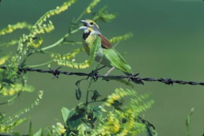 Image of Dickcissel