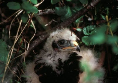 Image of Hawk Chick in Nest