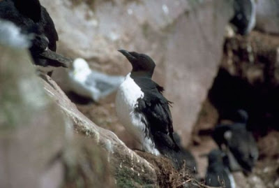 Image of Thick-billed Murre