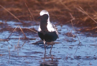Image of Black-bellied Plover