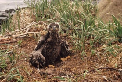 Image of Bald Eaglet in Nest
