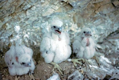 Image of Peregrine falcon nest