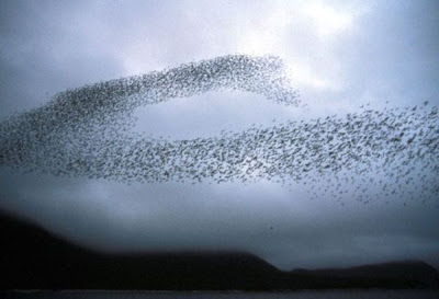 Image of Auklet flock- Shumagins