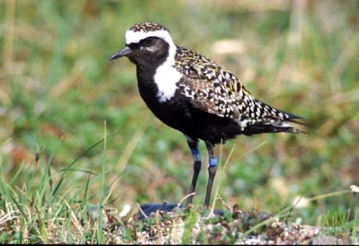 Image of American Golden-Plover male