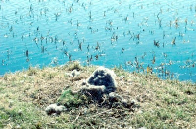 Image of Brant Nest Destroyed
