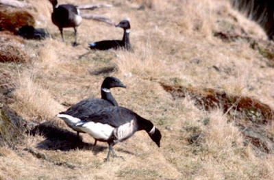 Image of Black Brant