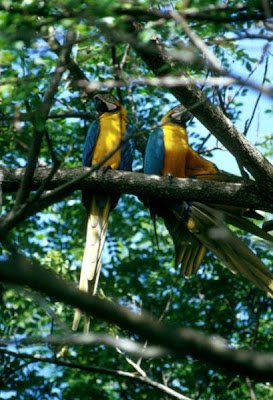 Image of Blue and Yellow Macaws
