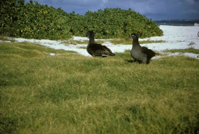 Image of Black-footed Albatross Pair