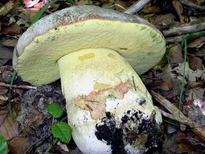 Boletus fechtneri