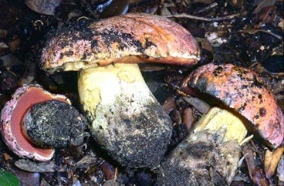 Boletus lupinus