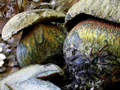 Boletus luridus