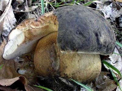 Boletus aereus Boletus aereus