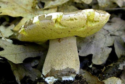 Boletus aestivalis Boletus aestivalis