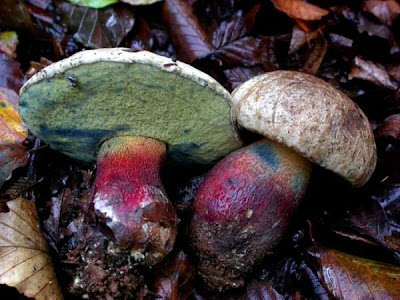 Boletus calopus Boletus calopus
