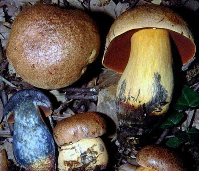 Boletus comptus