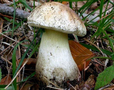 Boletus edulis