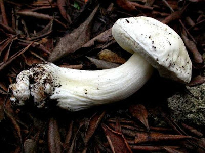 Boletus edulis fo persoonii