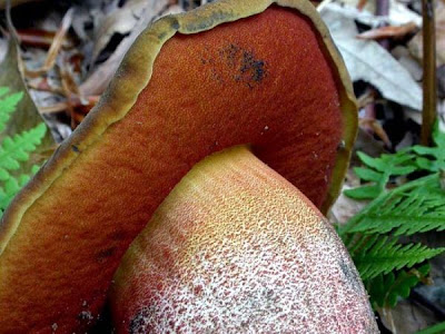 Boletus erythropus Boletus erythropus