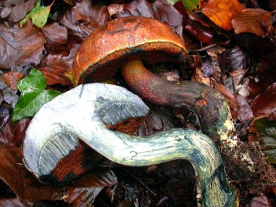 Boletus erythropus Boletus erythropus