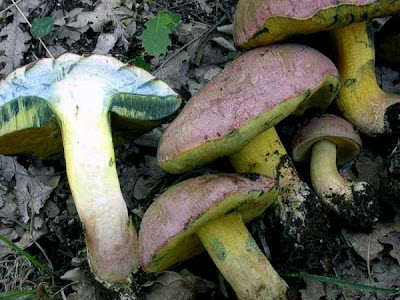 Boletus pseudoregius