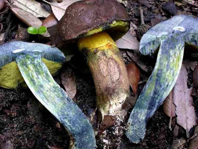 Boletus pulverulentus Boletus pulverulentus