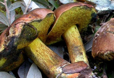 Boletus pulverulentus Boletus pulverulentus