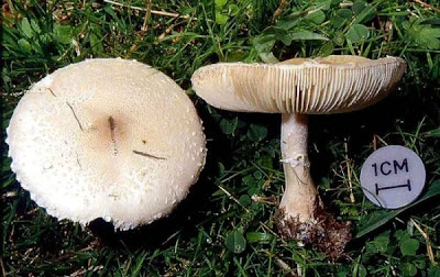 Macrolepiota excoriata