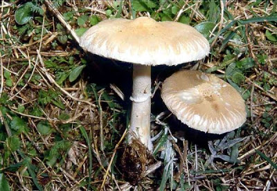 Macrolepiota excoriata