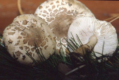 Macrolepiota excoriata fo barlae