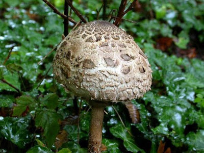 Macrolepiota fuliginosa