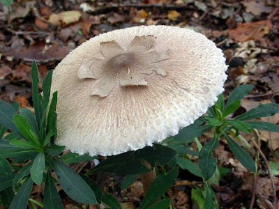 Macrolepiota konradii