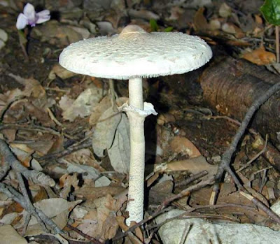 Macrolepiota mastoidea