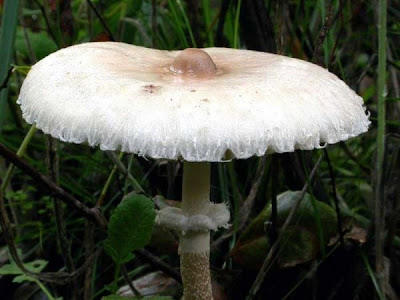 Macrolepiota mastoidea