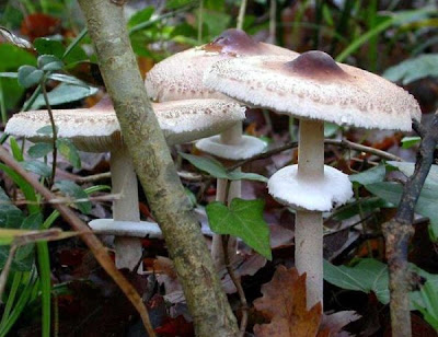 Macrolepiota mastoidea