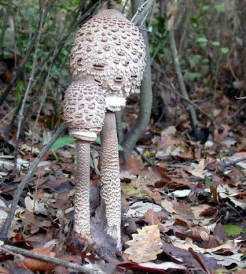 Macrolepiota procera