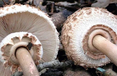 Macrolepiota procera