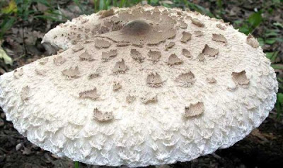 Macrolepiota procera