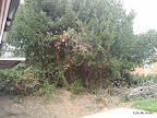 trimming the bush - before