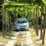 2010/07/30 GRUPO Campa Verano Taliscas