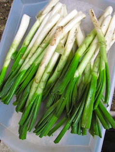 calçots 026