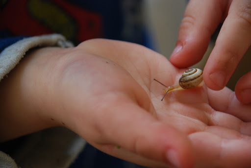 snail
