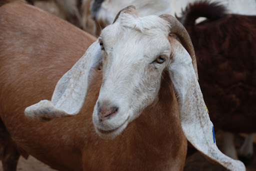 goat in israel