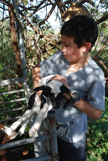 goat israel
