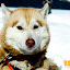 kutya_portre-3050802.jpg