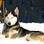 kutya_portre-3050852.jpg