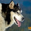 kutya_portre-3050864.jpg